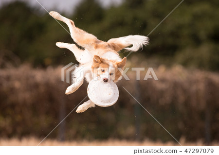 邊境牧羊犬 47297079