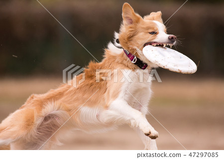 邊境牧羊犬 47297085