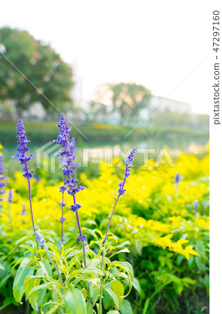紫色硃砂在花園裡。美麗的花朵在花園裡。 47297160