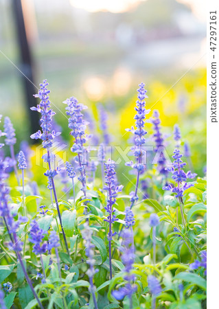 Purple cinnabar in the flower garden. Beautiful flowers in the garden. 47297161