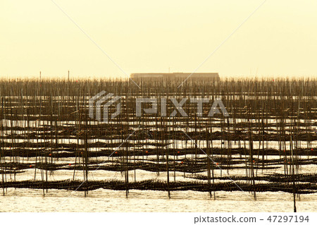Omuta City, Miike Port, seaweed field, 47297194