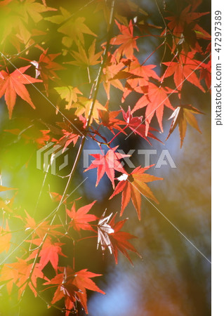 秋葉在意想不到的背景中 秋葉在意想不到的背景中 47297389