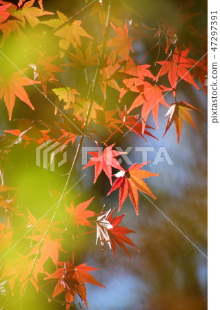 秋葉在意想不到的背景中 47297391