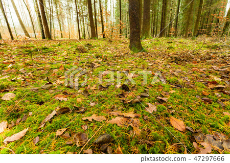 leaves in autumn on forest ground leaves in autumn on forest ground 47297666