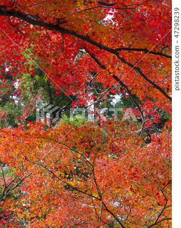 Autumn leaves / fall 47298239