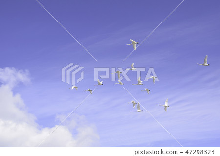 Swans dancing in the sky Swans dancing in the sky 47298323