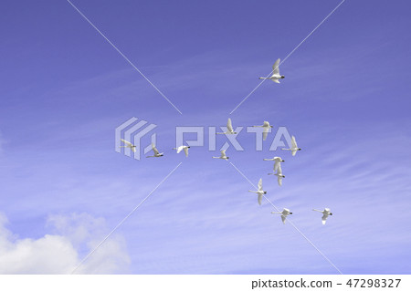 Swans dancing in the sky Swans dancing in the sky 47298327