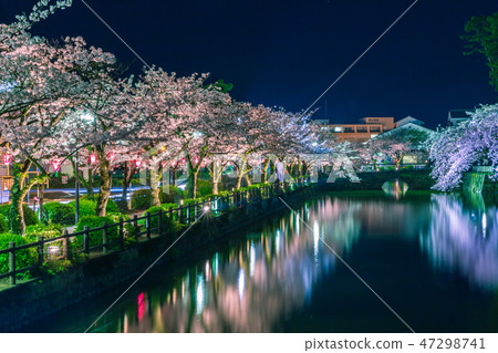 A row of cherry blossom trees lit up in Odawara Castle Park A row of cherry blossom trees lit up in Odawara Castle Park 47298741