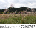Reed 47298767