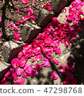 rose 47298768