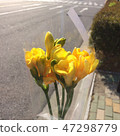 Phrygia 47298779