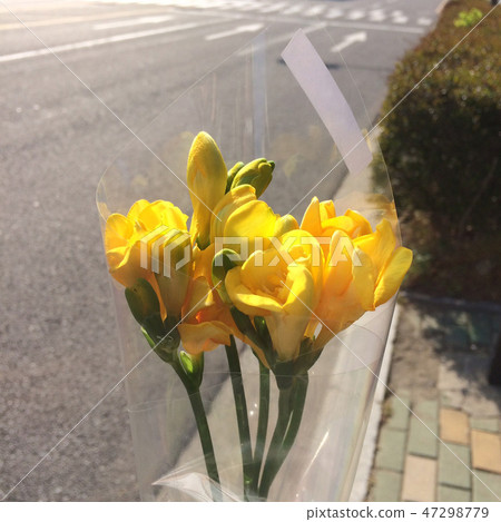 弗里斯蘭 弗里斯蘭 47298779