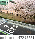 Cherry Blossom 47298781