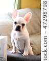 法國鬥牛犬 47298798