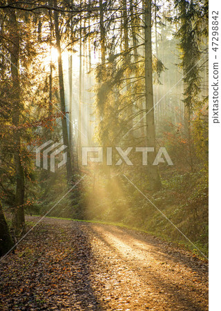 sun rays in a forest sun rays in a forest 47298842
