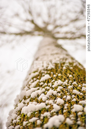 snowhat on oak bark snowhat on oak bark 47298846