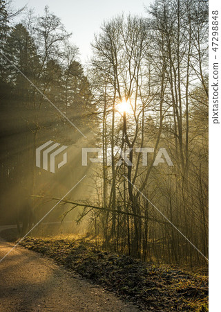 sun rays in a forest sun rays in a forest 47298848
