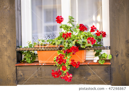 Window with pretty flower arrangement Window with pretty flower arrangement 47298867