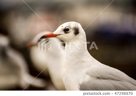 Black headed gull, closeup Black headed gull, closeup 47298870