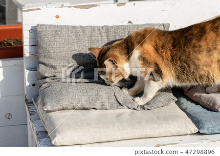 Orange Brown and white cat on a sofa 47298896