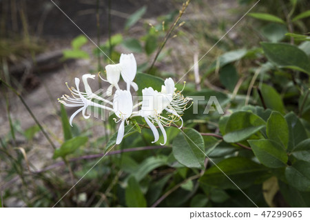 beautiful flowers with green background unfocused beautiful flowers with green background unfocused 47299065