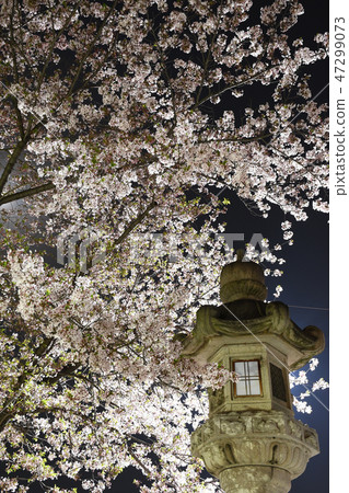夜晚的櫻花 夜晚的櫻花 47299073