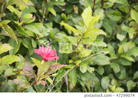 花瓣 花瓣 47299074