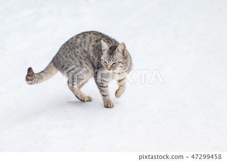 Cat look around. Close-up cat face 47299458