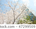 Cherry Blossom 47299509
