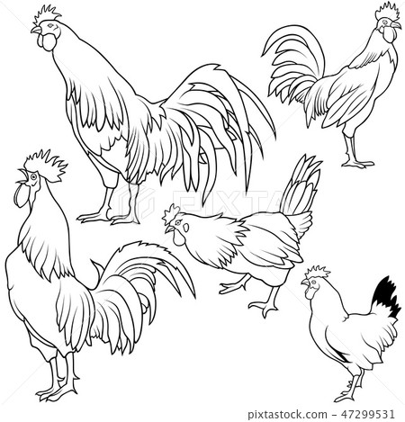Rooster Collection Rooster Collection 47299531