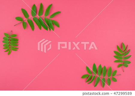 Green rowan tree leaves on bright pink background 47299589