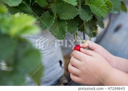 hand holding ripe red strawberry 47299643