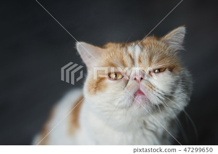 portrait of Brown Exotic shorthair cat portrait of Brown Exotic shorthair cat 47299650