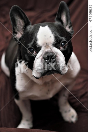 French bulldog 47299682