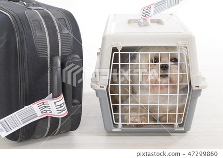 little dog in the airline cargo pet carrier 47299860