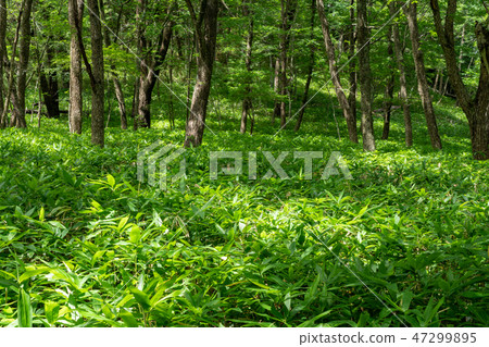 從愛知縣，栃木縣日光市小田原市到Senjogahara（8月） 47299895