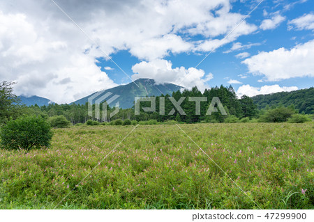 Nikko city, Tochigi Prefecture Oku-Nikko Odashihara and Mt. Masuyama (August) Nikko city, Tochigi Prefecture Oku-Nikko Odashihara and Mt. Masuyama (August) 47299900
