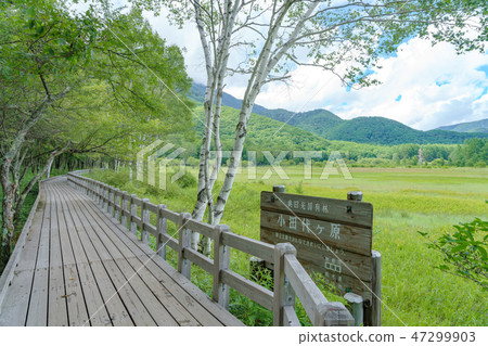 日光市栃木縣Okuhiko Odashihara（八月） 47299903