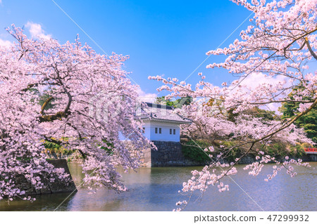 Cherry blossoms at Odawara Castle Ruins Park Cherry blossoms at Odawara Castle Ruins Park 47299932