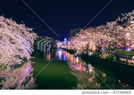 Cherry blossoms of light up of Odawara Castle Ruins Park Cherry blossoms of light up of Odawara Castle Ruins Park 47299969