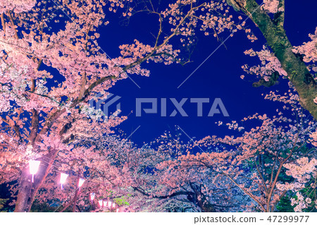 Cherry blossoms of light up of Odawara Castle Ruins Park Cherry blossoms of light up of Odawara Castle Ruins Park 47299977
