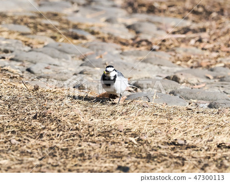 Hakusekirei that was fed 47300113