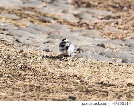 Hakusekirei that was fed 47300114