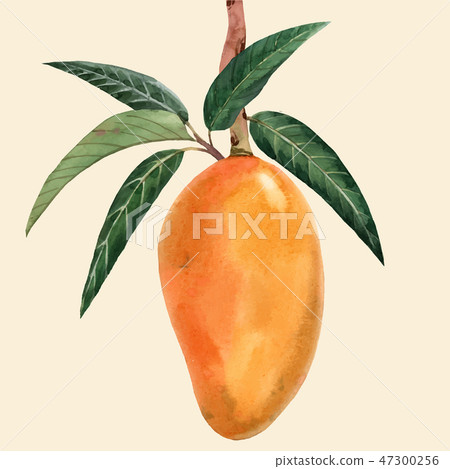 Watercolor mango fruit vector illustration 47300256