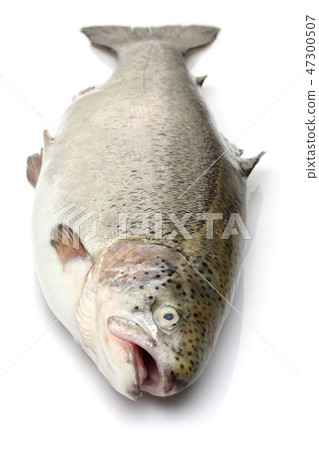 Single salmon fish on white background Single salmon fish on white background 47300507