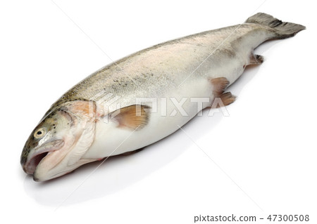 Single salmon fish on white background Single salmon fish on white background 47300508