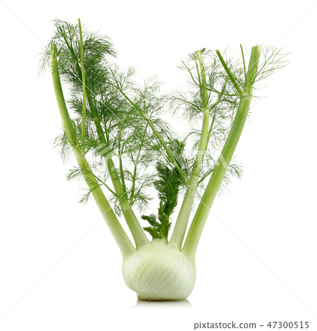 Fresh fennel bulb with leaves Fresh fennel bulb with leaves 47300515