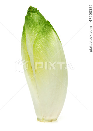 Fresh endive on white background Fresh endive on white background 47300523