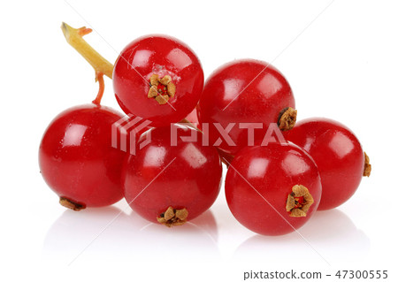 Bunch of Red Currant on white background 47300555