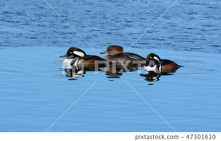 Three hooded merganser ducks drakes and hen 47301610